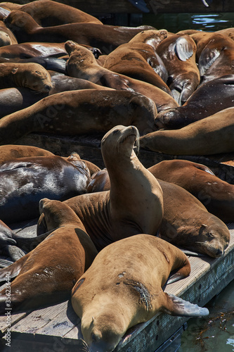 San Fransisco bay Seals