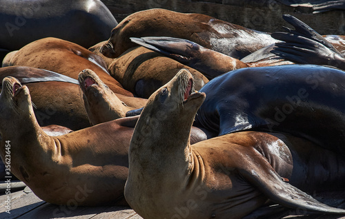 San Fransisco bay Seals