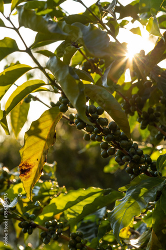 leaves on a coffee tree