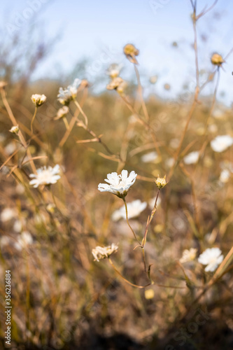 White flowers in summer in the field, yellow grass, pure planet, ecology