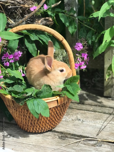 Bunnies in Baskets 018
