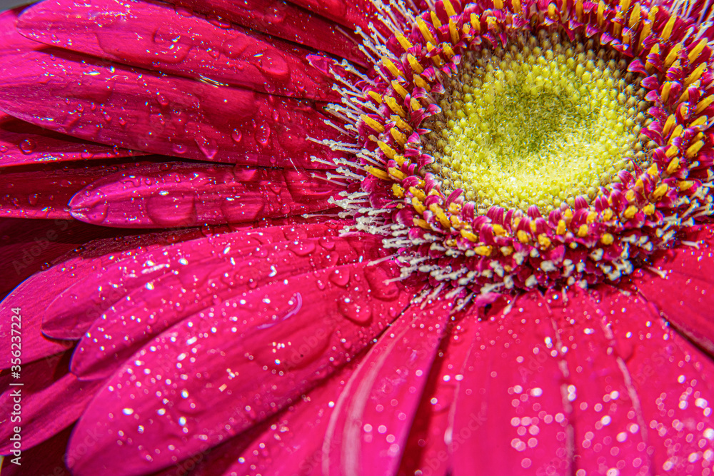 One of the beautiful gerbera flower macro One of the beautiful gerbera flower macro