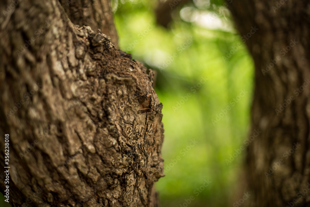 Extreme close up of a tree bark with a blurry trunk and green foliage at the background