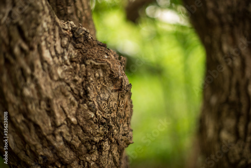 Extreme close up of a tree bark with a blurry trunk and green foliage at the background
