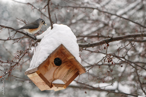 Foto Tufted titmouse by bird house in snowstorm;  Maryland