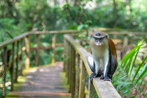 Photography A Mona monkey in a conservation centre