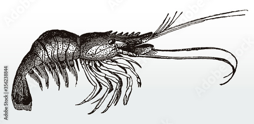 Commercially important common shrimp crangon in side view, after antique illustration from 19th century