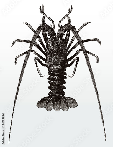 European spiny lobster or crayfish, palinurus elephas in top view after an antique illustration from the 19th century