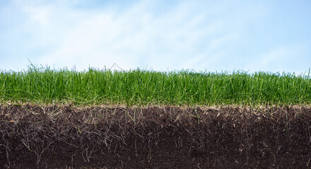 Green section of a grass with the soil and roots under blue sky