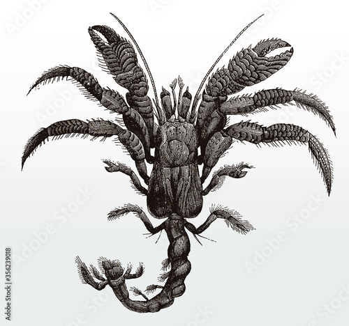Common hermit crab pagurus bernhardus without shell, after antique illustration from 19th century
