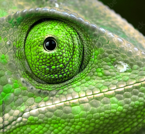 Green Chameleon head and eye close up