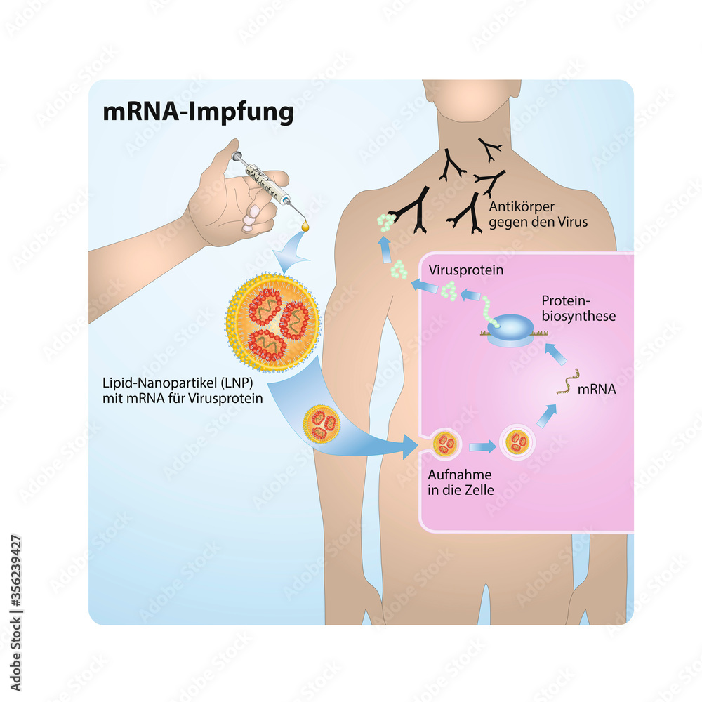 Proteinbiosynthese Images – Browse 26 Stock Photos, Vectors, and Video |  Adobe Stock, image size:1000x1000