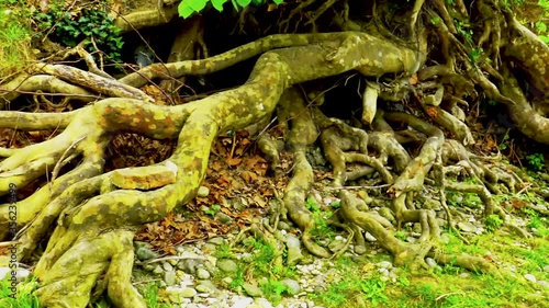 Big roots of old plane tree standing out or above ground  near river bank. 