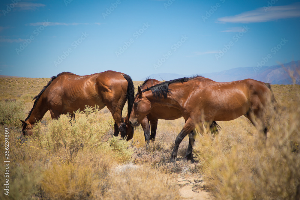 three brown wild horses grazing on countryside with brown plants in freedom looking for fooder three brown wild horses grazing on countryside with brown plants in freedom looking for fooder