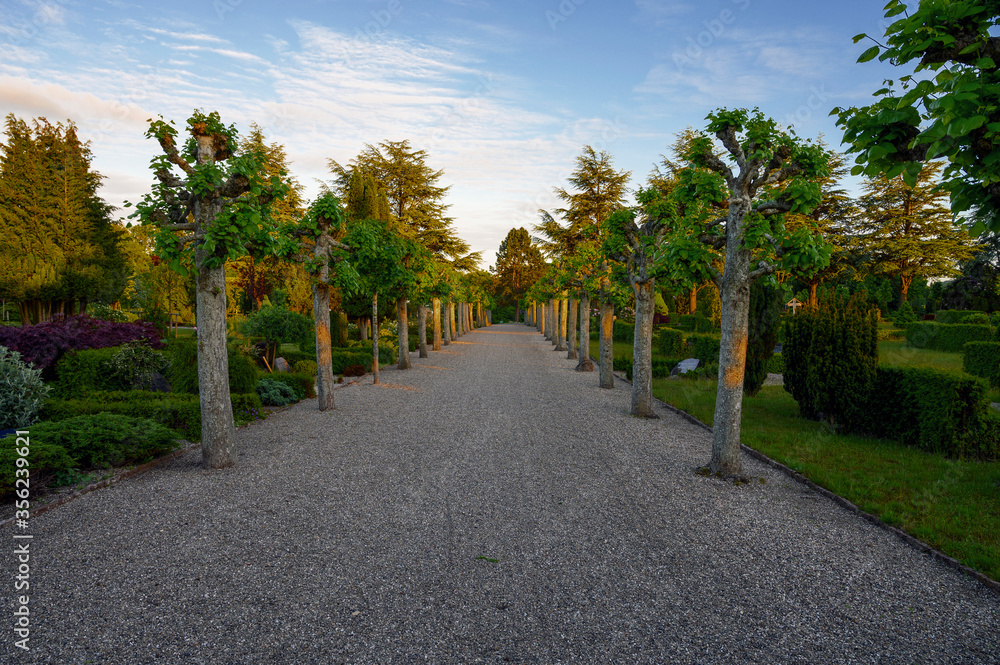 A path at a cemetery with lime trees at the sides