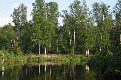 forest lake shore on a summer evening