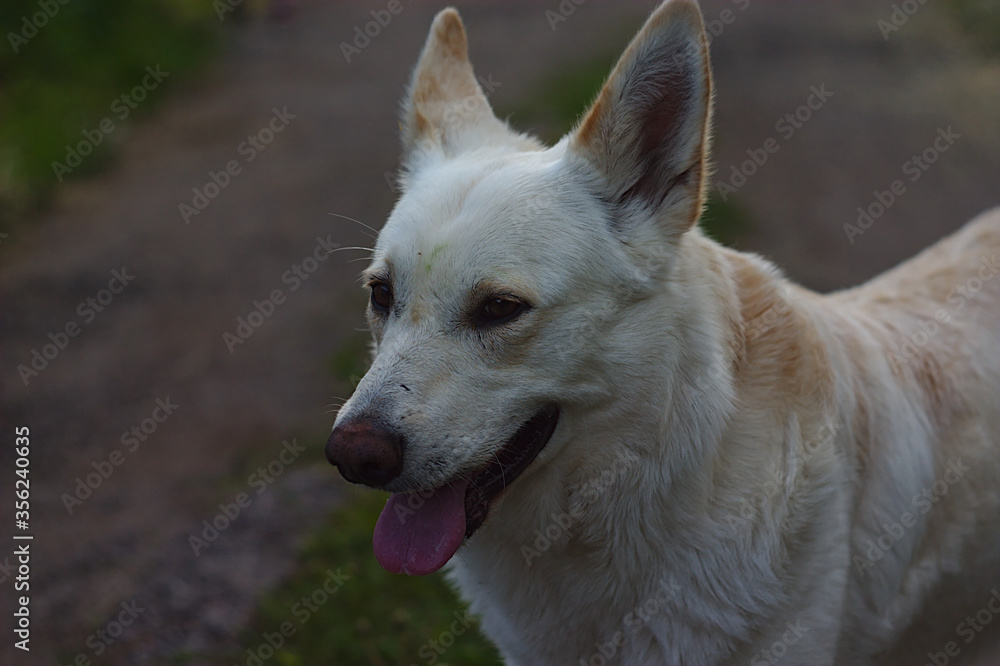a white dog with its tongue out