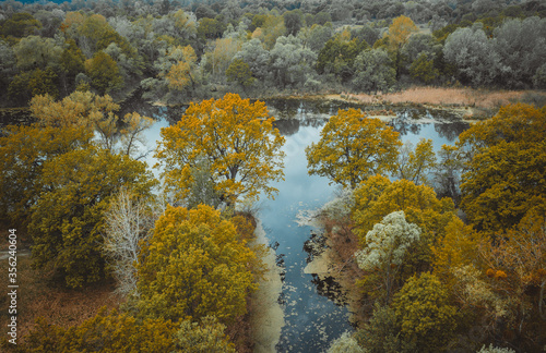 Fototapeta Naklejka Na Ścianę i Meble -  the river and its canals surrounded by oaks. water is covered with algae - Aerial Flight 