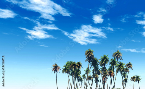 Fototapeta Naklejka Na Ścianę i Meble -  Tops of palm trees against a blue sky with clouds