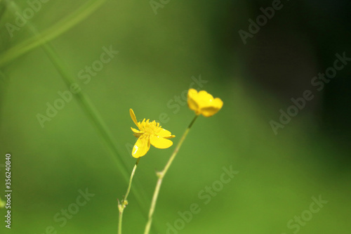 buttercup field closeup