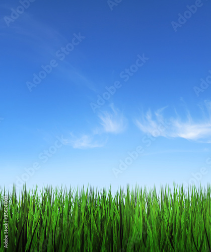 Tall green grass and blue sky background