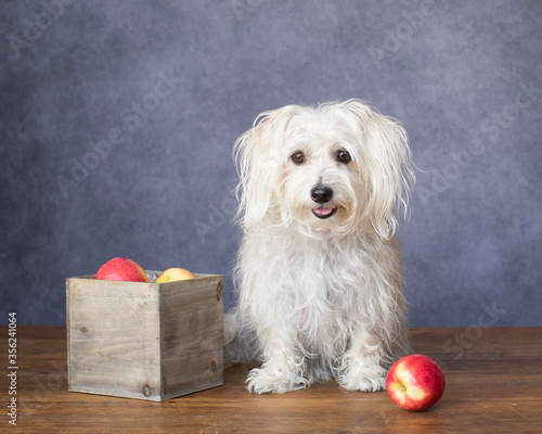 Scruffy shaggy white dog sits in the natural light studio for a still life with a wooden box of yellow and red apples