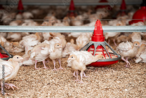Obraz na płótnie conditions for growing turkey on a poultry farm in a barn with sawdust and feeders. trimmed beaks and wings. meat industry. w salonie