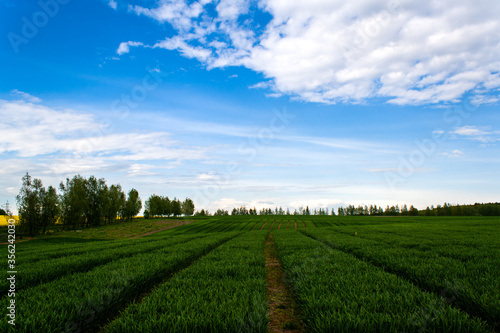 Beautiful field of young green wheat with trees with blue sky. Nature wallpapers. Growing seeds of agricultural crops. Spring landscape in Belarus. Blank space for text. Isolated