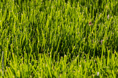Grass Close Up View Wallpaper