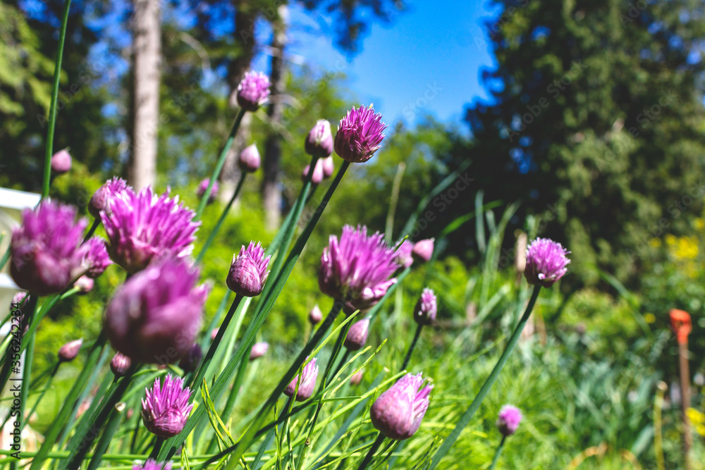 Fototapeta premium Multiple violet-purple chive blossoms are seen among tall green grass on a farm during a sunny afternoon.