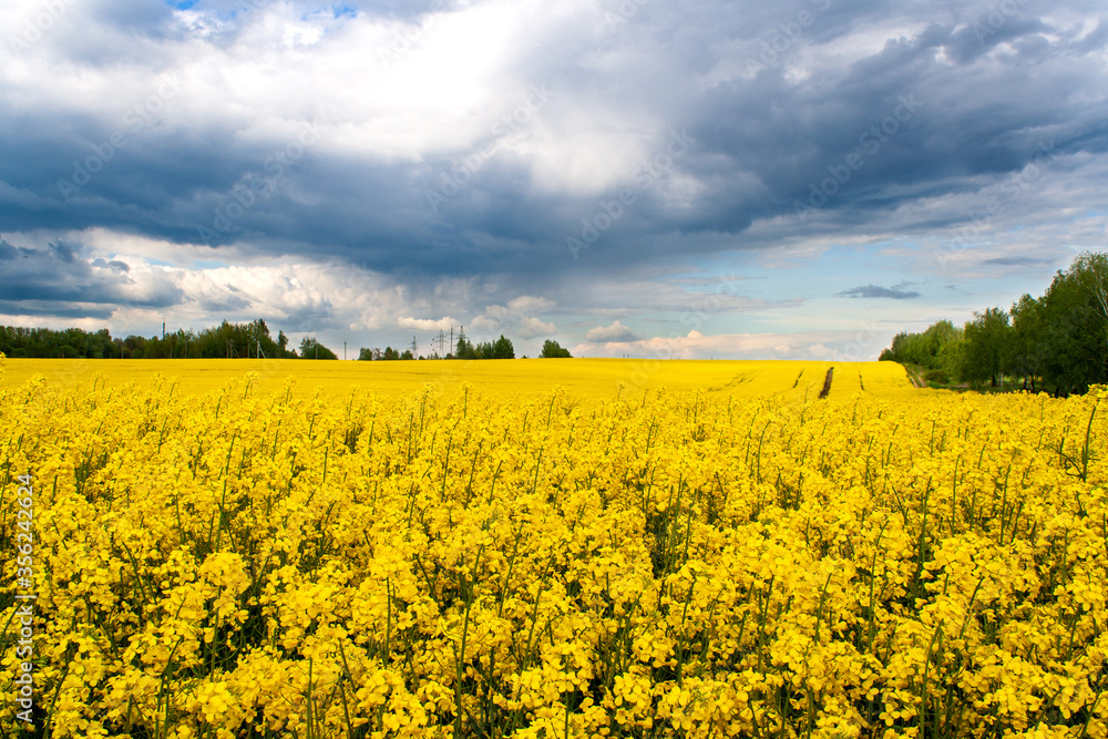 Beautiful field of yellow rape and green trees. A closeup photo of a rapeseed flower. Growing seeds of agricultural crops. Rapeseed oil. Spring, cloudy landscape. Wallpaper of nature in Belarus. Beautiful field of yellow rape and green trees. A closeup photo of a rapeseed flower. Growing seeds of agricultural crops. Rapeseed oil. Spring, cloudy landscape. Wallpaper of nature in Belarus.