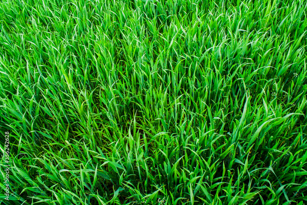 Beautiful field of young green wheat. Nature wallpapers. Growing seeds of agricultural crops. Spring landscape with green grass. Beautiful field of young green wheat. Nature wallpapers. Growing seeds of agricultural crops. Spring landscape with green grass.