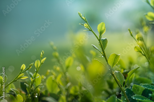 Summer. Green sprout in dew against the sky
