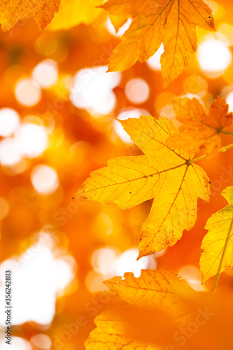 Autumn oak leaves in sunlight. Natural background.