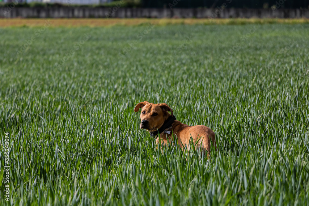 Brown Young Puppy in the Middle of Green Field at Countryside Under the Sun in Summer