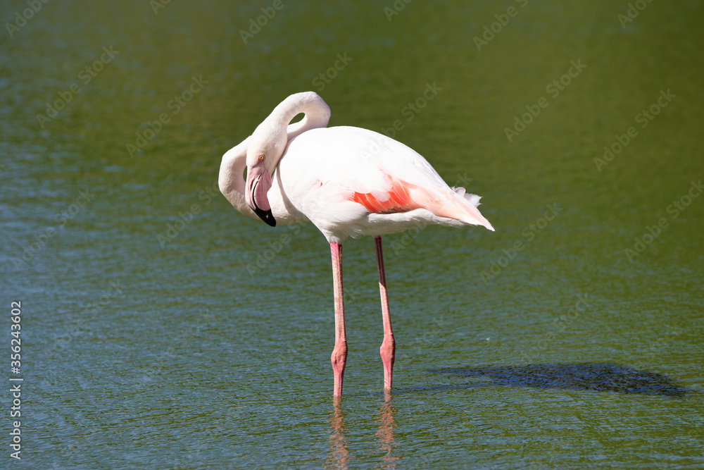 Elegant pink flamingo in stagnant water covered by green algae. Tall exotic bird with long legs forages for food in shallow freshwater pond. tropical animal concept.