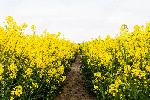 Beautiful field of yellow rape. A closeup photo of a rapeseed flower. Growing seeds of agricultural crops. Rapeseed oil. Spring, sunny landscape with blue sky. Wallpaper of nature in Belarus. Isolated