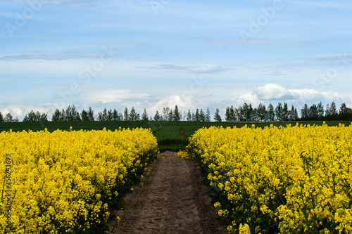 Beautiful field of yellow rape and green wheat. Meadow with a forest Cultivation of agricultural crops. Spring sunny landscape with blue sky. Wallpaper of nature in Belarus