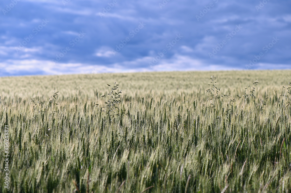 Grün wachsendes Kornfeld auf dem Land und blaue Wolken am Himmel
