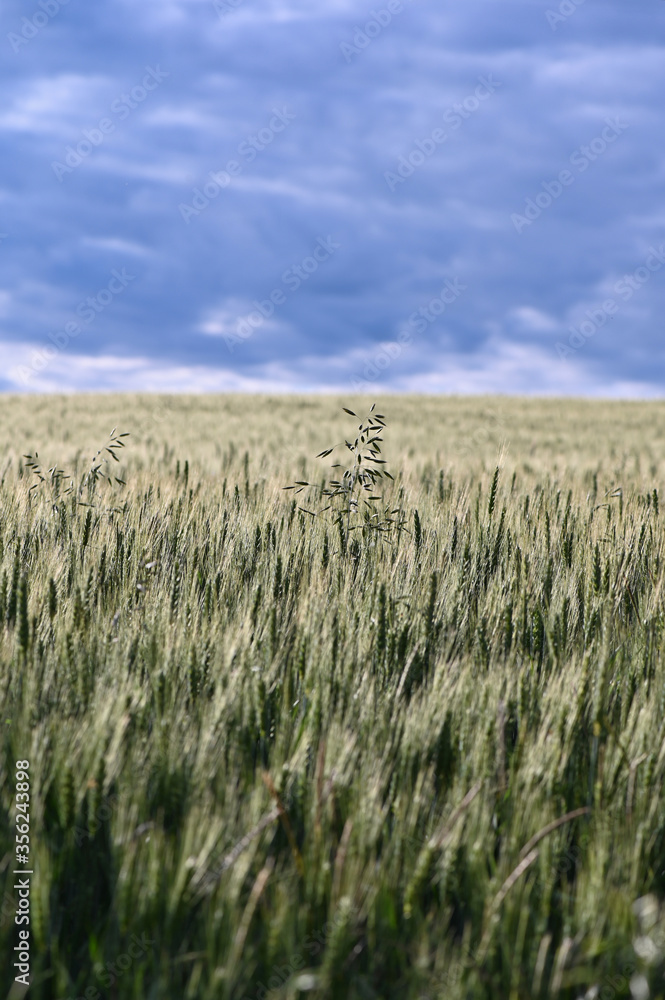 Grün wachsendes Kornfeld auf dem Land und blaue Wolken am Himmel
