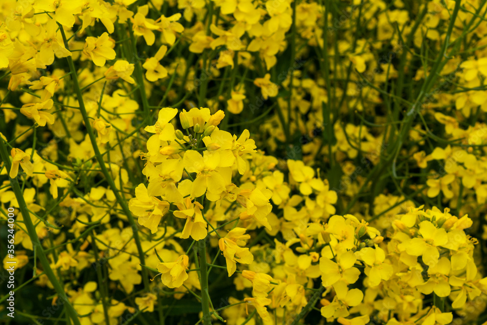 Beautiful field of yellow rape. A closeup photo of a rapeseed flower. Growing seeds of agricultural crops. Rapeseed oil. Spring, sunny landscape. Wallpaper of nature in Belarus. Beautiful field of yellow rape. A closeup photo of a rapeseed flower. Growing seeds of agricultural crops. Rapeseed oil. Spring, sunny landscape. Wallpaper of nature in Belarus.
