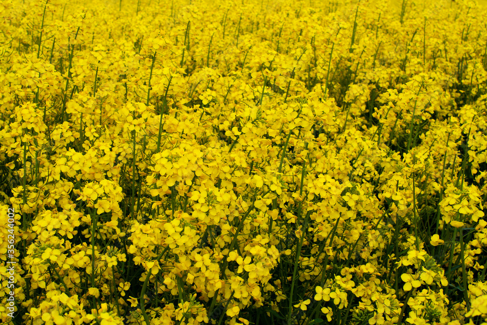 Beautiful field of yellow rape. A closeup photo of a rapeseed flower. Growing seeds of agricultural crops. Rapeseed oil. Spring, sunny landscape. Wallpaper of nature in Belarus. Beautiful field of yellow rape. A closeup photo of a rapeseed flower. Growing seeds of agricultural crops. Rapeseed oil. Spring, sunny landscape. Wallpaper of nature in Belarus.