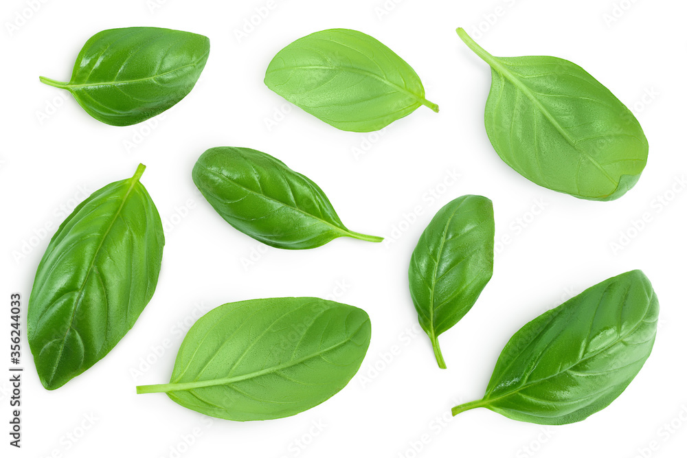 Fresh basil leaf isolated on white background with clipping path and full depth of field. Top view. Flat lay Fresh basil leaf isolated on white background with clipping path and full depth of field. Top view. Flat lay