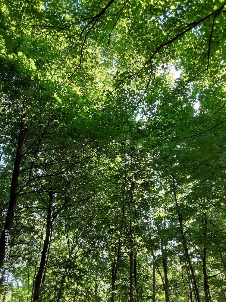 trees in the forest trees in the forest