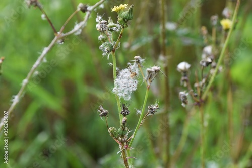 The fluff and seeds of Sow thistle / Sow thistle produces yellow flowers that bloom from spring to autumn and produce seeds with fluff after flowering.