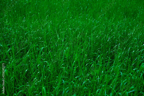 Nature. Green grass. Beautiful screensaver