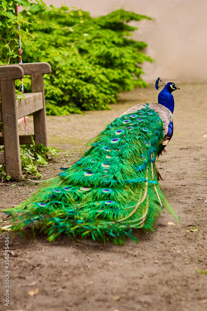 Obraz premium Peacock with a beautiful colorful tail and crest on the head in the park at sunlight.