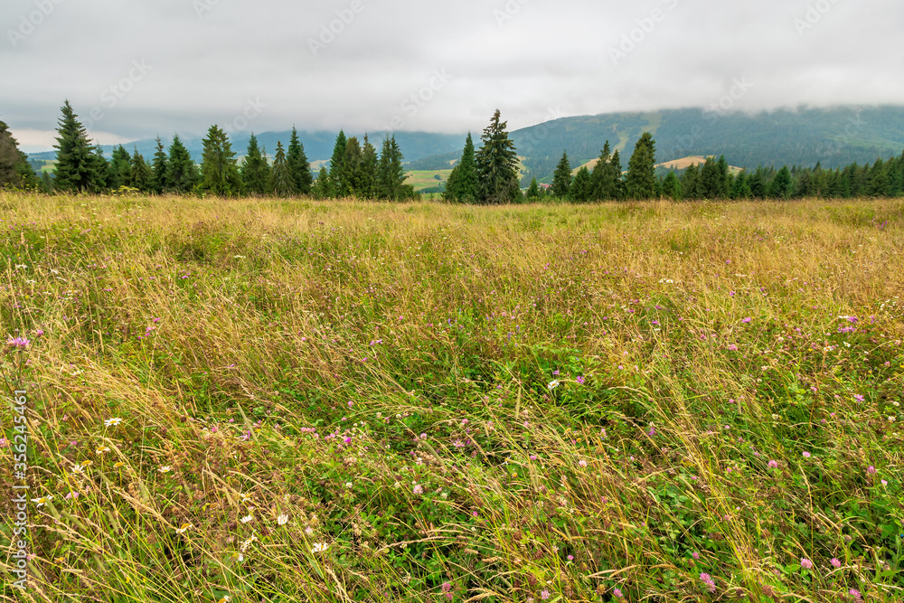landscape with grassy meadow. field on the hill beneath an overcast sky. countryside summer scenery in mountains landscape with grassy meadow. field on the hill beneath an overcast sky. countryside summer scenery in mountains