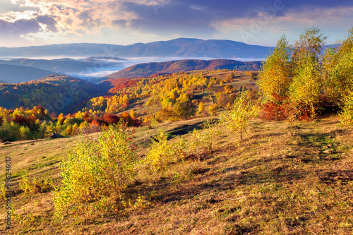 autumnalrural landscape at sunrise. trees in colorful foliage. meadow with yellow grass. distant valley full of fog. ridge on the horizon. sky with clouds in morning light