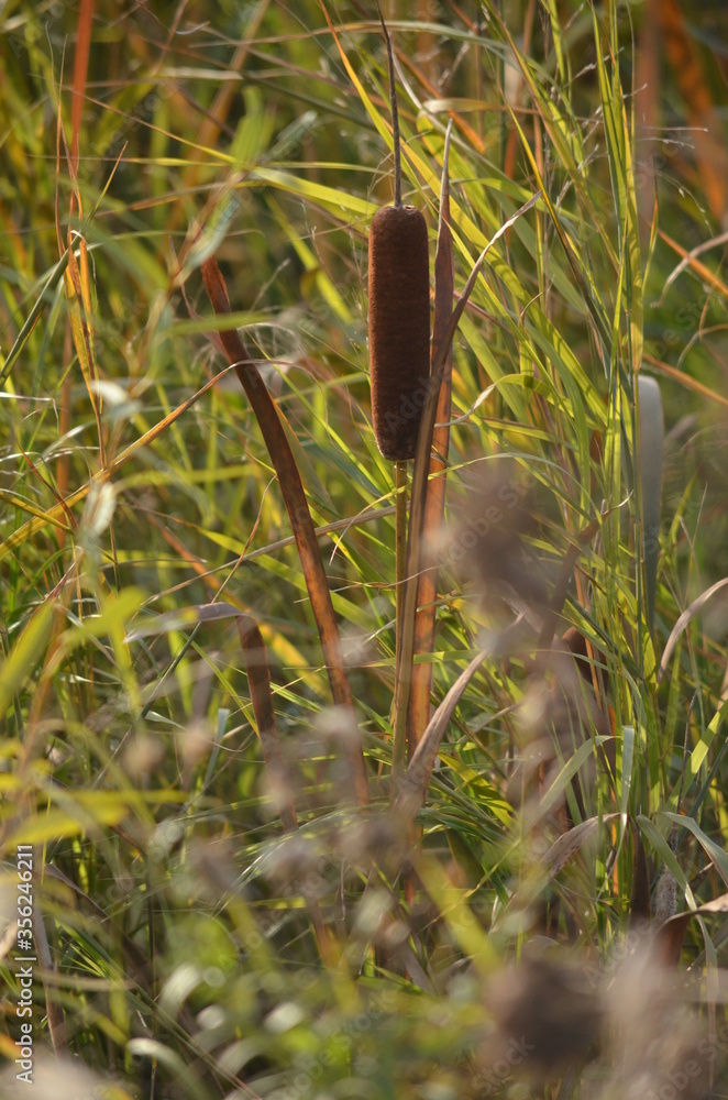 Fototapeta premium close up shot of a grass